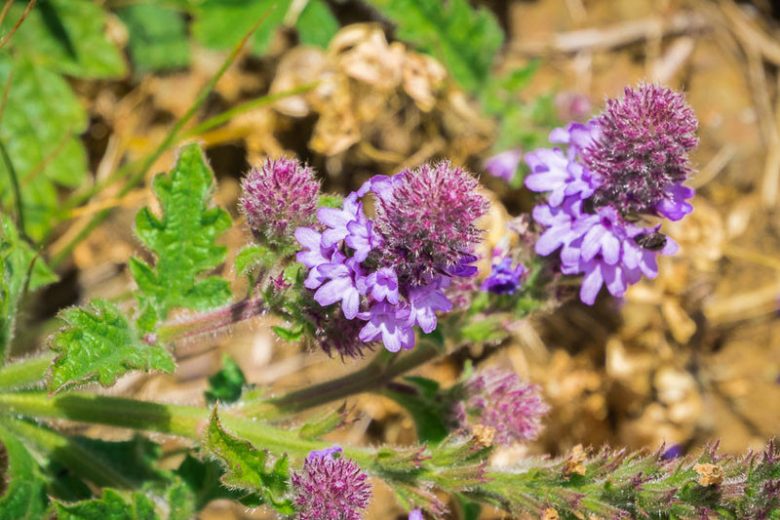 Verbena lasiostachys, Western Vervain, Western Verbena, Verbena prostrata, Verbena robusta, Purple summer flowers, Drought Tolerant plant, California Native Plants