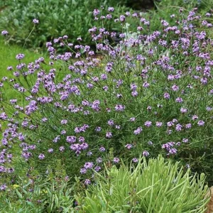 Verbena lilacina 'De La Mina', Cedros Island Verbena, Purple Cedros Island Verbena, De La Mina Verbena, California Native Plants, Purple flowers, Drought Tolerant plant