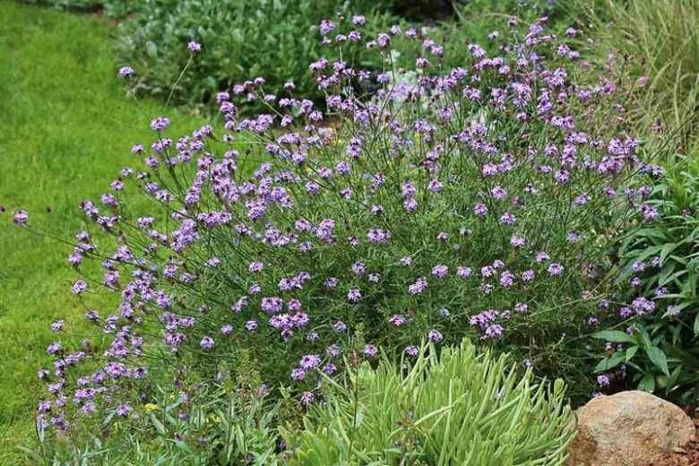 Verbena lilacina 'De La Mina', Cedros Island Verbena, Purple Cedros Island Verbena, De La Mina Verbena, California Native Plants, Purple flowers, Drought Tolerant plant