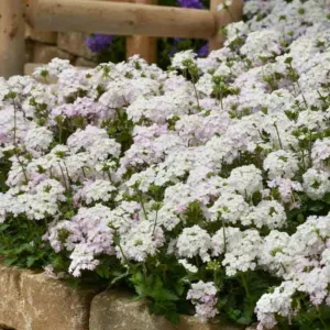 Verbena peruviana 'EnduraScape White Blush', Trailing Verbena 'EnduraScape White Blush', Glandularia 'EnduraScape White Blush', Verbena 'Balendish', EnduraScape Series, White verbena, Drought tolerant plants