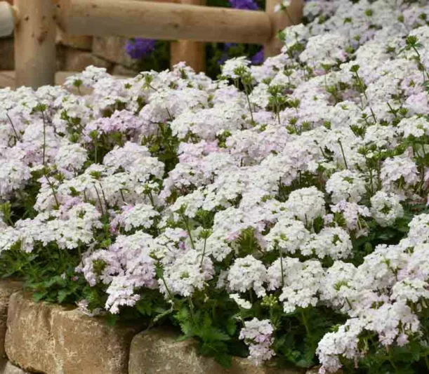 Verbena peruviana 'EnduraScape White Blush', Trailing Verbena 'EnduraScape White Blush', Glandularia 'EnduraScape White Blush', Verbena 'Balendish', EnduraScape Series, White verbena, Drought tolerant plants