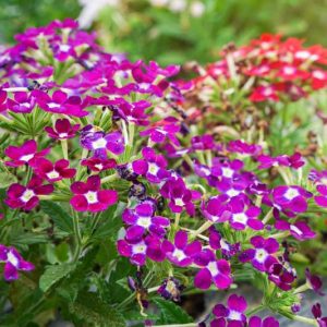 Verbena, Vervain, Verbena bonariensis, Verbena hastata, Verbena rigida, Verbena officinalis