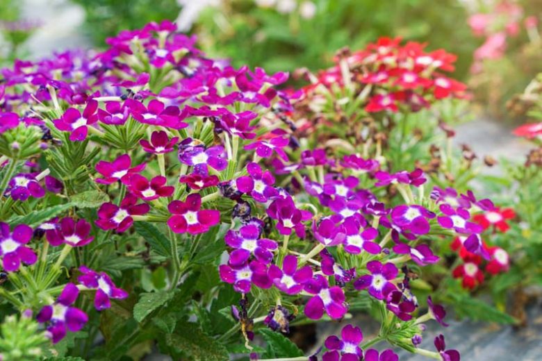 Verbena, Vervain, Verbena bonariensis, Verbena hastata, Verbena rigida, Verbena officinalis
