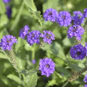 Verbena rigida, Slender Vervain, Hardy Garden Verbena, Large-Veined Verbena, Veined Verbena, Sandpaper Verbena, Rigid Verbena, Purple flowers, Drought Tolerant plant