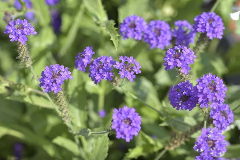 Verbena rigida, Slender Vervain, Hardy Garden Verbena, Large-Veined Verbena, Veined Verbena, Sandpaper Verbena, Rigid Verbena, Purple flowers, Drought Tolerant plant