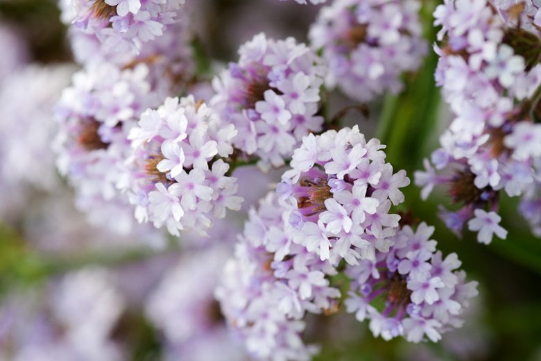 Verbena rigida f. lilacina 'Polaris', Slender Vervain Polaris, Verbena Polaris, Purple summer flowers, Lavender flowers, Drought Tolerant plant