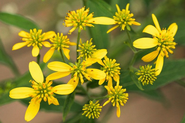 Verbesina alternifolia, Wingstem, Yellow Ironweed, Actinomeris alternifolia, Ridan alternifolia, Yellow Flowers, Yellow Perennials