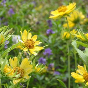 Verbesina encelioides, Cowpen Daisy, Golden Crownbeard, Butter Daisy, Drought tolerant plants, dry soil plants, heat tolerant plants, humidity tolerant plants, yellow flowers
