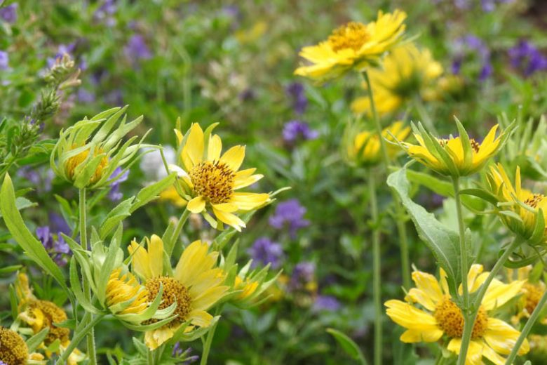 Verbesina encelioides, Cowpen Daisy, Golden Crownbeard, Butter Daisy, Drought tolerant plants, dry soil plants, heat tolerant plants, humidity tolerant plants, yellow flowers