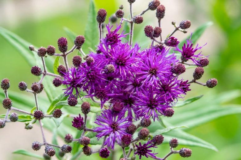 Vernonia angustifolia, Tall Ironweed, Narrowleaf Ironweed, Purple Flowers, Purple Perennials