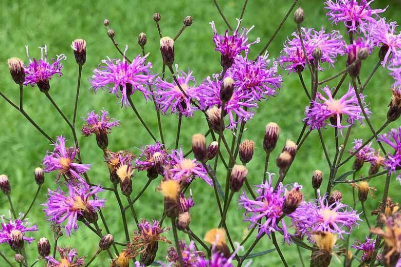 Vernonia fasciculata, Prairie Ironweed, Common Ironweed, Purple Flowers, Purple Perennials, Butterfly Plants, Pollinators Plants