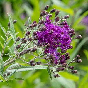 Vernonia gigantea, Giant Ironweed, Tall Ironweed, Vernonia altissima, Purple Flowers, Purple Perennials