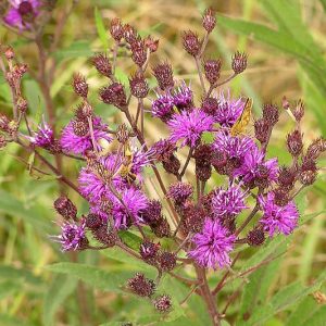 Vernonia missurica, Missouri Ironweed, Vernonia aborigina, Purple Flowers, Purple Perennials