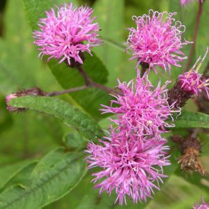 Vernonia noveboracensis, New York Ironweed, New York Flat Tops, Vernonia harperi, Purple Flowers, Purple Perennials