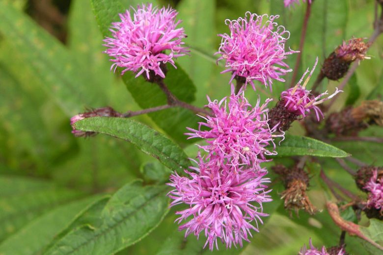 Vernonia noveboracensis, New York Ironweed, New York Flat Tops, Vernonia harperi, Purple Flowers, Purple Perennials
