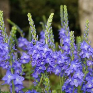 Veronica austriaca subsp. teucrium 'Crater Lake Blue', Saw-Leaved Speedwell 'Crater Lake Blue', Veronica latifolia 'Crater Lake Blue', Veronica teucrium 'Crater Lake' Blue Flowers, Ground covers, Blue groundcover