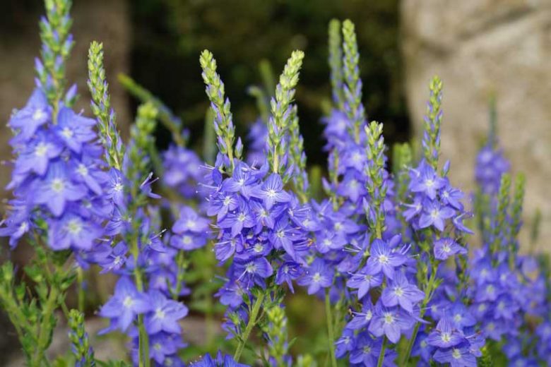 Veronica austriaca subsp. teucrium 'Crater Lake Blue', Saw-Leaved Speedwell 'Crater Lake Blue', Veronica latifolia 'Crater Lake Blue', Veronica teucrium 'Crater Lake' Blue Flowers, Ground covers, Blue groundcover