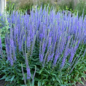 Veronica Blue Skywalker, Spike Speedwell Blue Skywalker, Blue Flowers, Blue flower spikes, Blue Veronica
