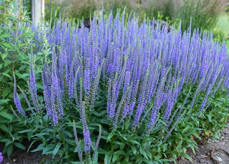 Veronica Blue Skywalker, Spike Speedwell Blue Skywalker, Blue Flowers, Blue flower spikes, Blue Veronica
