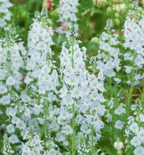 Veronica gentianoides, Gentian Speedwell, Blue Flowers, Blue Veronica, Blue Speedwell