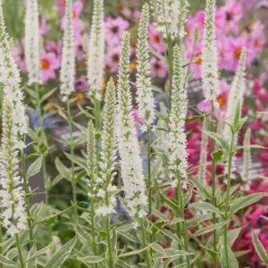 Veronica longifolia 'Charlotte',Garden Speedwell 'Charlotte', Long-Leaved Speedwell 'Charlotte', Beach Speedwell 'Charlotte', White Flowers, White Veronica, White Speedwell