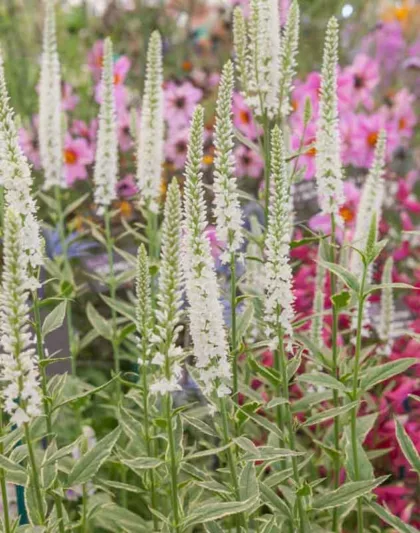 Veronica longifolia 'Charlotte',Garden Speedwell 'Charlotte', Long-Leaved Speedwell 'Charlotte', Beach Speedwell 'Charlotte', White Flowers, White Veronica, White Speedwell