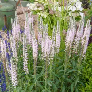 Veronica longifolia 'Pink Eveline',Garden Speedwell 'Pink Eveline', Long-Leaved Speedwell 'Pink Eveline', Beach Speedwell 'Pink Eveline', Pink Flowers, Pink Veronica, Pink Speedwell