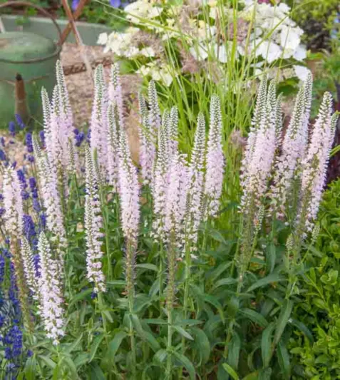 Veronica longifolia 'Pink Eveline',Garden Speedwell 'Pink Eveline', Long-Leaved Speedwell 'Pink Eveline', Beach Speedwell 'Pink Eveline', Pink Flowers, Pink Veronica, Pink Speedwell