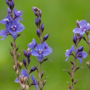 Veronica perfoliata, Digger's Speedwell, Parahebe perfoliata, Hebe perfoliata, Blue Speedwell, Blue Veronica, Evergreen Speedwell, Evergreen Veronica