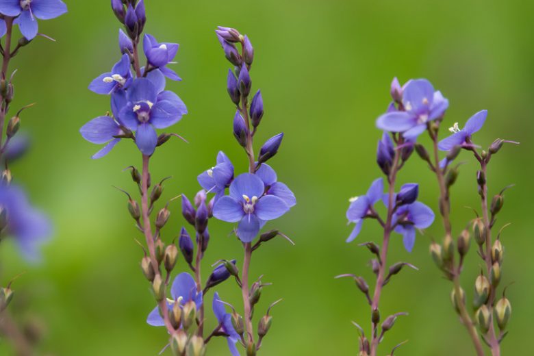 Veronica perfoliata, Digger's Speedwell, Parahebe perfoliata, Hebe perfoliata, Blue Speedwell, Blue Veronica, Evergreen Speedwell, Evergreen Veronica