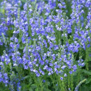 Veronica prostrata, Prostrate Speedwell, Rock Speedwell, Veronica austriaca var. dubia, Veronica rupestris, Blue Flowers, Ground covers, Blue groundcover