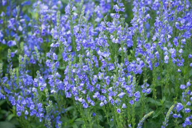 Veronica prostrata, Prostrate Speedwell, Rock Speedwell, Veronica austriaca var. dubia, Veronica rupestris, Blue Flowers, Ground covers, Blue groundcover