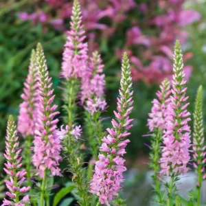 Veronica spicata 'Giles Van Hees', Spike Speedwell 'Giles Van Hees', Pink Flowers, Pink flower spikes, Pink Speedwell, Pink Veronica