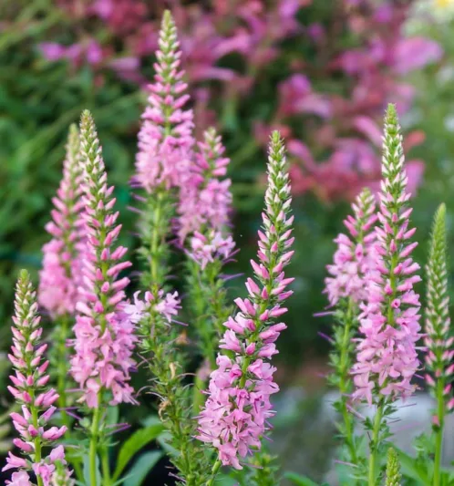 Veronica spicata 'Giles Van Hees', Spike Speedwell 'Giles Van Hees', Pink Flowers, Pink flower spikes, Pink Speedwell, Pink Veronica