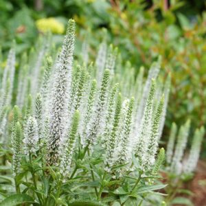 Veronica spicata 'Snow Candles', Spike Speedwell 'Snow Candles', White Flowers, White flower spikes, White Speedwell, White Veronica