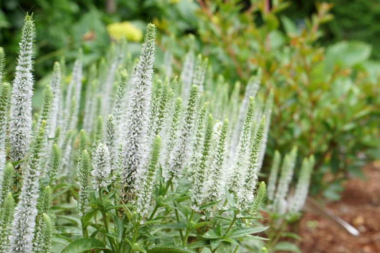 Veronica spicata 'Snow Candles', Spike Speedwell 'Snow Candles', White Flowers, White flower spikes, White Speedwell, White Veronica