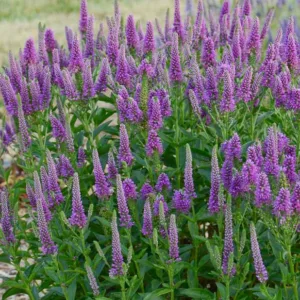 Veronica Very Van Gogh, Spike Speedwell Very Van Gogh, Blue Flowers, Purple flower spikes, Purple Veronica, Purple Speedwell