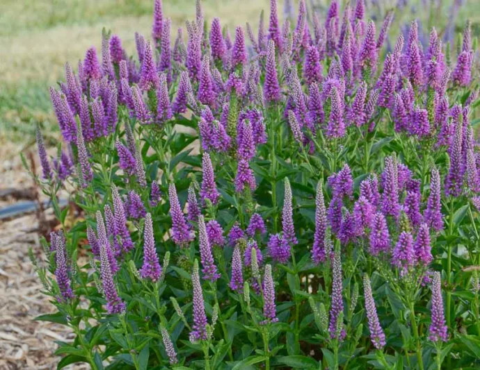 Veronica Very Van Gogh, Spike Speedwell Very Van Gogh, Blue Flowers, Purple flower spikes, Purple Veronica, Purple Speedwell