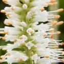 Veronicastrum Virginicum album, Culver's root, Veronicastrum Virginicum alba, wildflower, wild perennial, White perennial