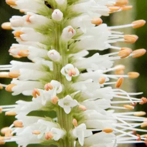 Veronicastrum Virginicum album, Culver's root, Veronicastrum Virginicum alba, wildflower, wild perennial, White perennial