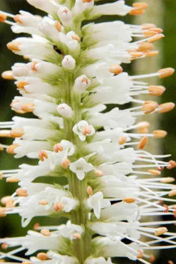 Veronicastrum Virginicum album, Culver's root, Veronicastrum Virginicum alba, wildflower, wild perennial, White perennial