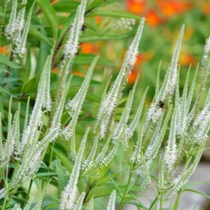 Veronicastrum Virginicum 'Diane', Culver's Root 'Diane', Veronica Virginica 'Diane', Veronicastrum Virginicum 'Diana', Culver's Root 'Diana', Veronica Virginica 'Diana', White Flowers