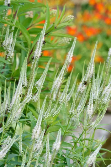 Veronicastrum Virginicum 'Diane', Culver's Root 'Diane', Veronica Virginica 'Diane', Veronicastrum Virginicum 'Diana', Culver's Root 'Diana', Veronica Virginica 'Diana', White Flowers