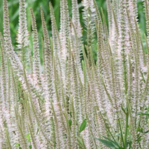 Veronicastrum Virginicum F. Roseum 'Pink Glow' , Culver's Root 'Pink Glow', Veronicastrum Virginicum 'Pink Glow', Veronica Virginica 'Pink Glow', Pink Flowers