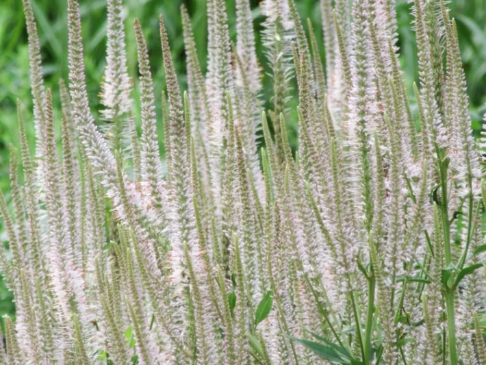Veronicastrum Virginicum F. Roseum 'Pink Glow' , Culver's Root 'Pink Glow', Veronicastrum Virginicum 'Pink Glow', Veronica Virginica 'Pink Glow', Pink Flowers