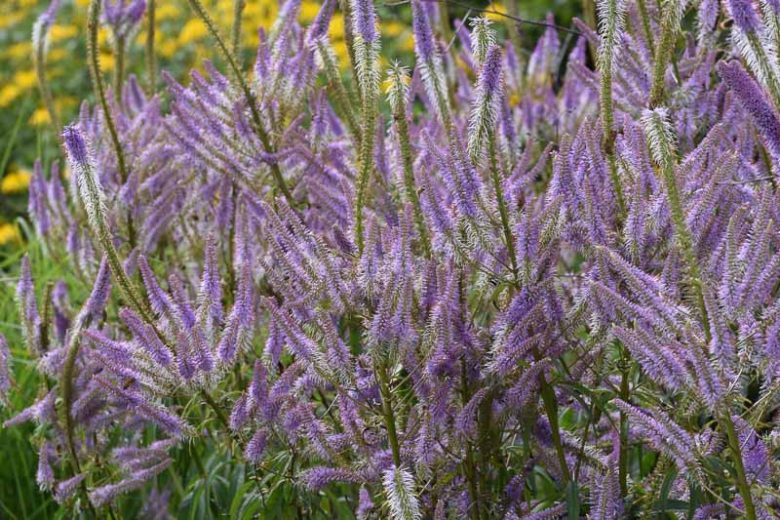 Veronicastrum Virginicum 'Lavendelturm', Culver's Root 'Lavendelturm', Lavender Flowers, Purple Flowers, Tall Flowers
