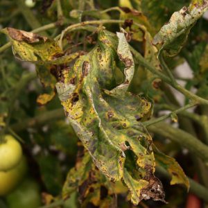 Verticillium Wilt,  Identify Verticillium Wilt, Prevent Verticillium Wilt, Treat Verticillium Wilt