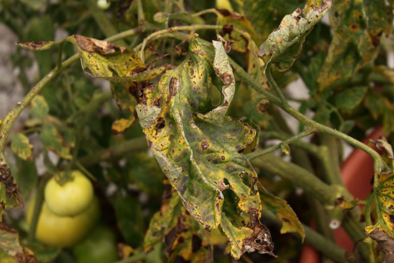 Verticillium Wilt,  Identify Verticillium Wilt, Prevent Verticillium Wilt, Treat Verticillium Wilt