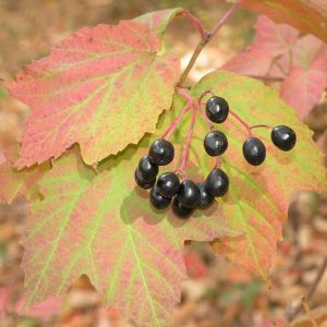 Viburnum acerifolium,Mapleleaf Viburnum, Maple-leaf Viburnum, Maple-leaf Arrowwood, Arrowwood, Shrub with fall color, fall color, shrub with berries, White Flowers, Black berries