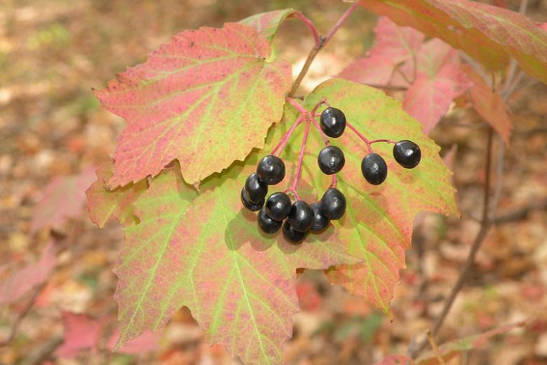Viburnum acerifolium,Mapleleaf Viburnum, Maple-leaf Viburnum, Maple-leaf Arrowwood, Arrowwood, Shrub with fall color, fall color, shrub with berries, White Flowers, Black berries
